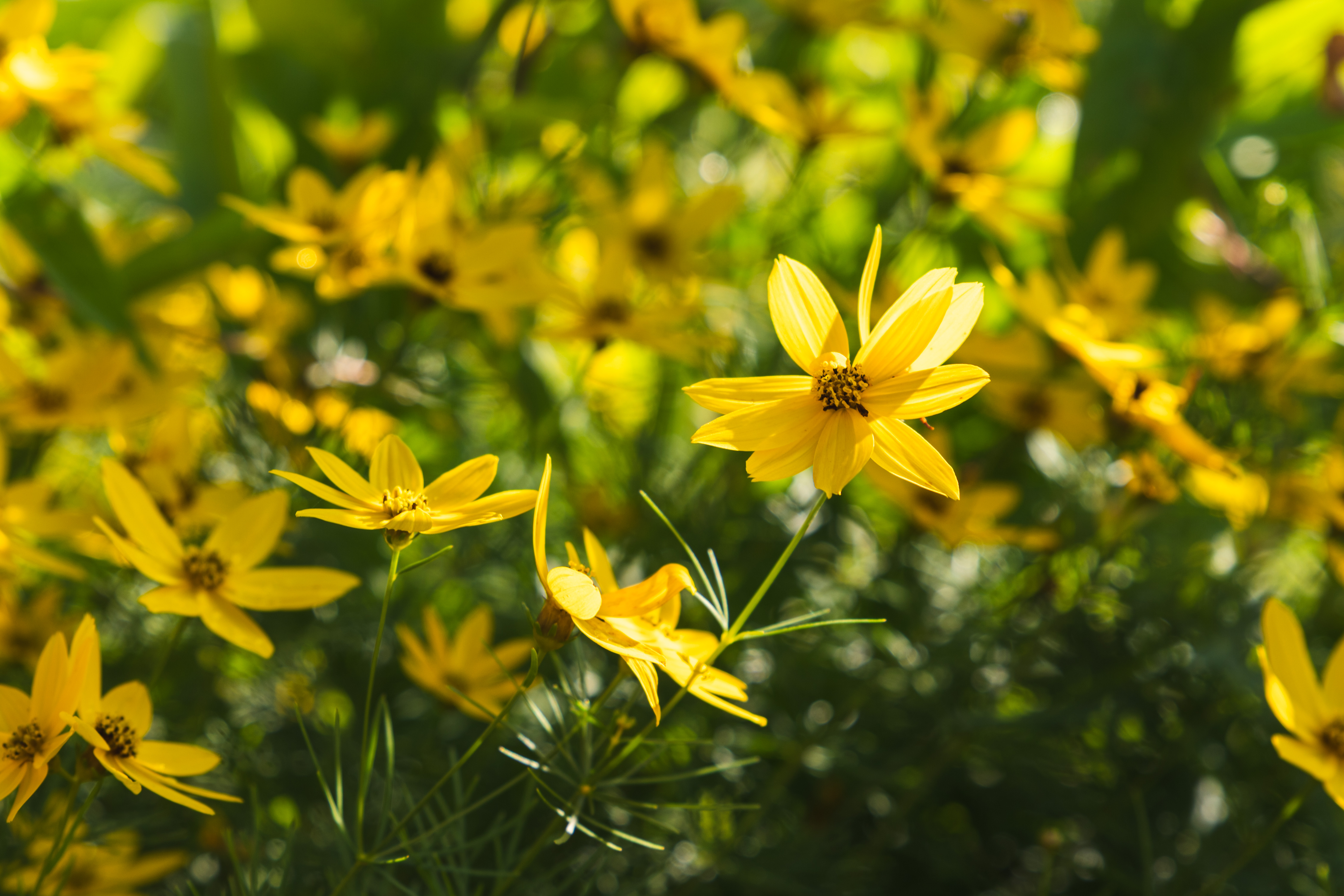 Sample photo